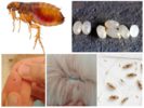 Fleas at kanilang mga itlog