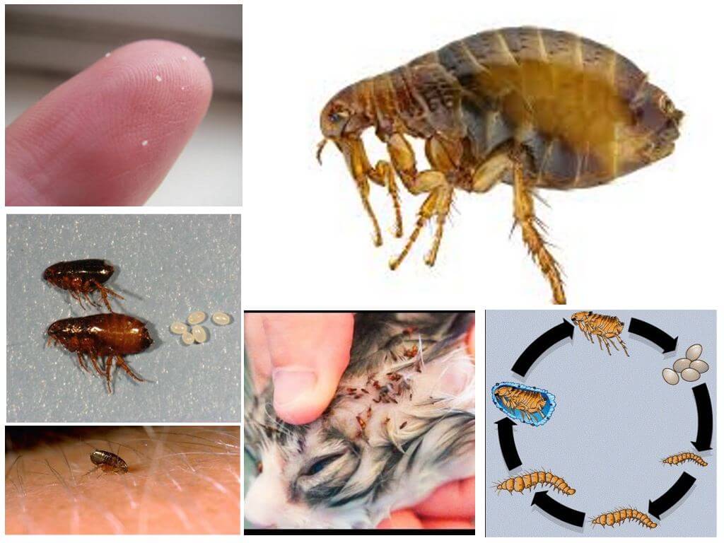 Bakit nangangarap ang fleas