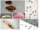 Fleas