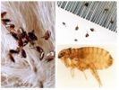 Fleas