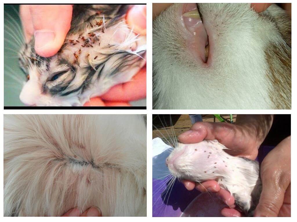 Hoe vlooien bij katten eruit zien, symptomen en behandeling