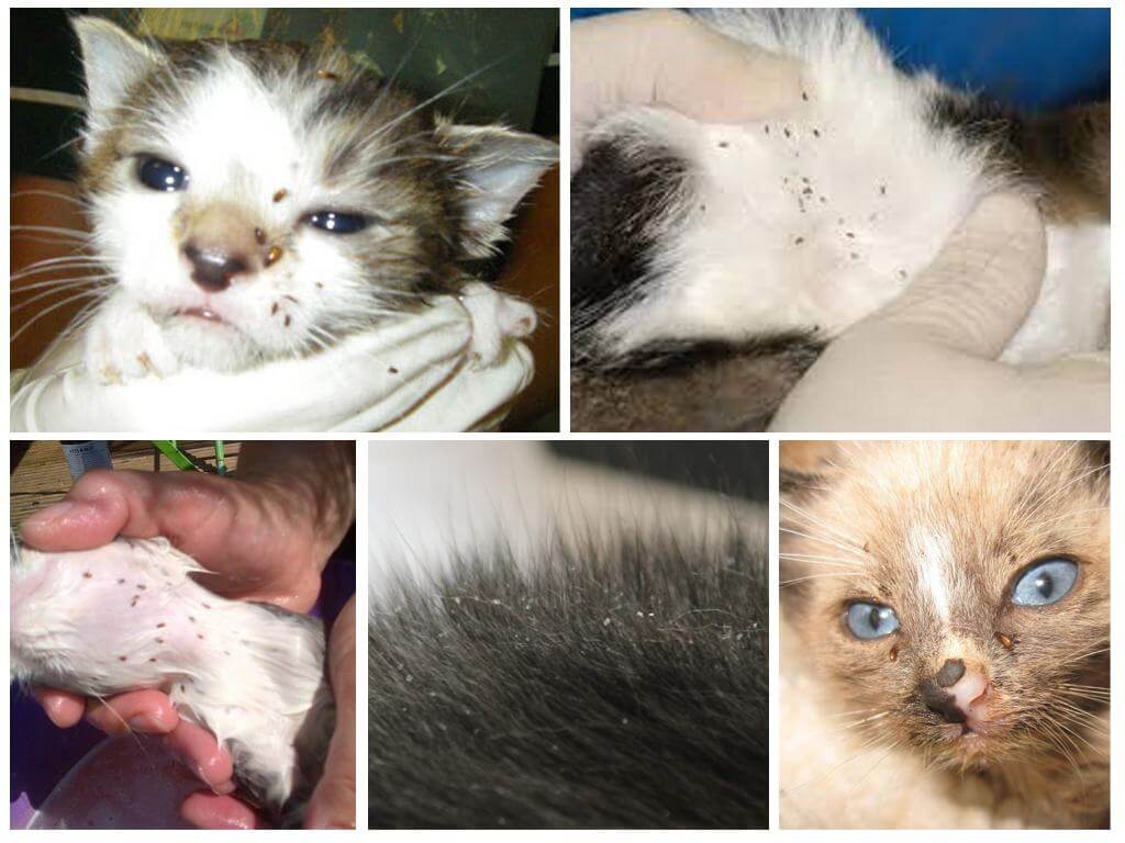 Paano mag-breed ng mga flea sa isang nursing cat at mga bagong panganak na kuting