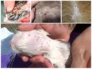 Fleas sa mga pusa