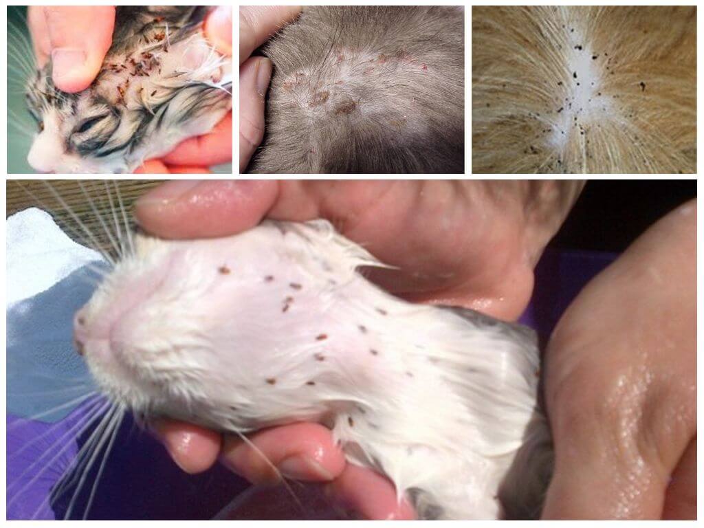 Mga flea ng pusa habang tumitingin sa larawan