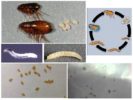 Flea egg at larvae