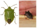 Wood bug