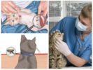 Pettinare e ispezionare regolarmente