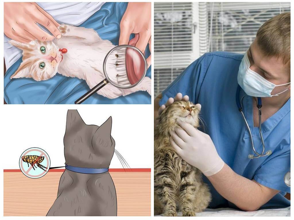 Hoe vlooien bij een kat of kat thuis te verwijderen