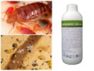 Karbofos fra bedbugs