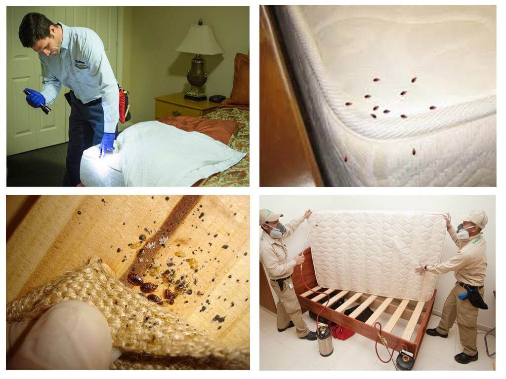 Apartmanda gizlenmiş böcekler nerede