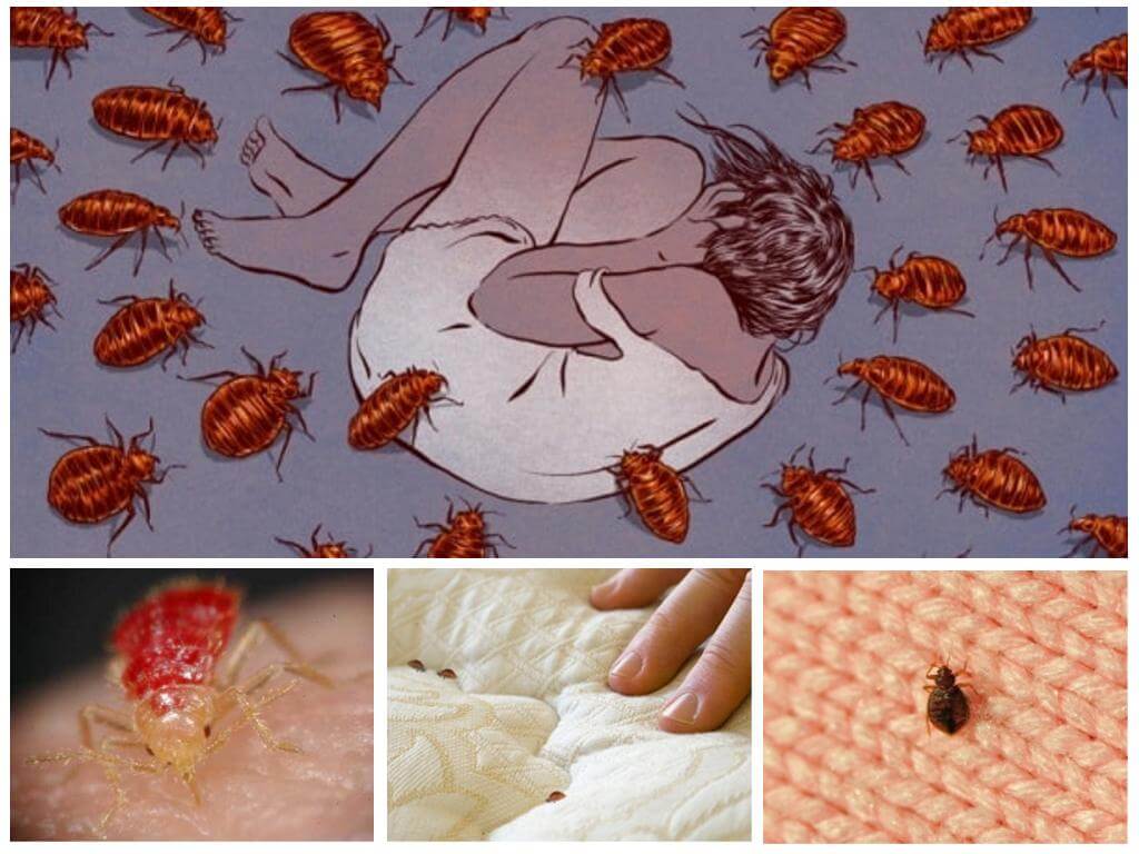 Bakit nangangarap ang mga bedbugs
