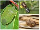 Kaitēkļu bugs
