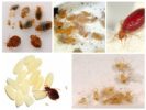 Bed bugs - niiden toukat ja munat