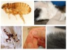 Vlooien bij katten