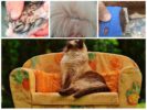 Pulci di gatto