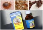 Midler af Cucarach fra bedbugs-1