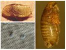 Dolly flea