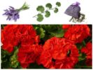 Laventeli ja geranium