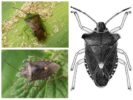 Forest bug