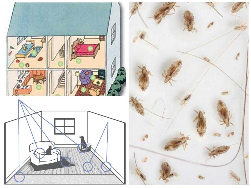 Paano mapupuksa ang mga domestic fleas