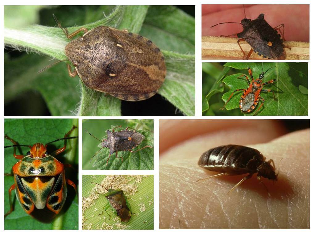Bed bugs lentää vai ei