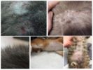 Sporen van vlooien bij katten