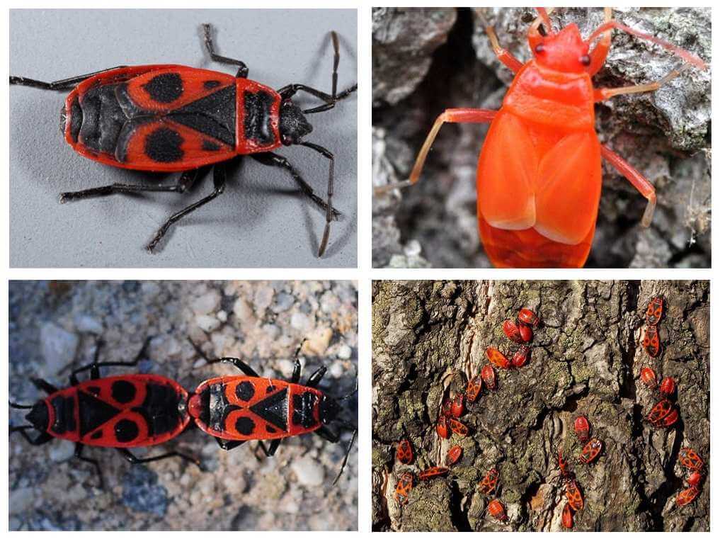 Sundalo ng bedbug (walang pula na walang pakpak)