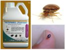 Tetrix fra bedbugs