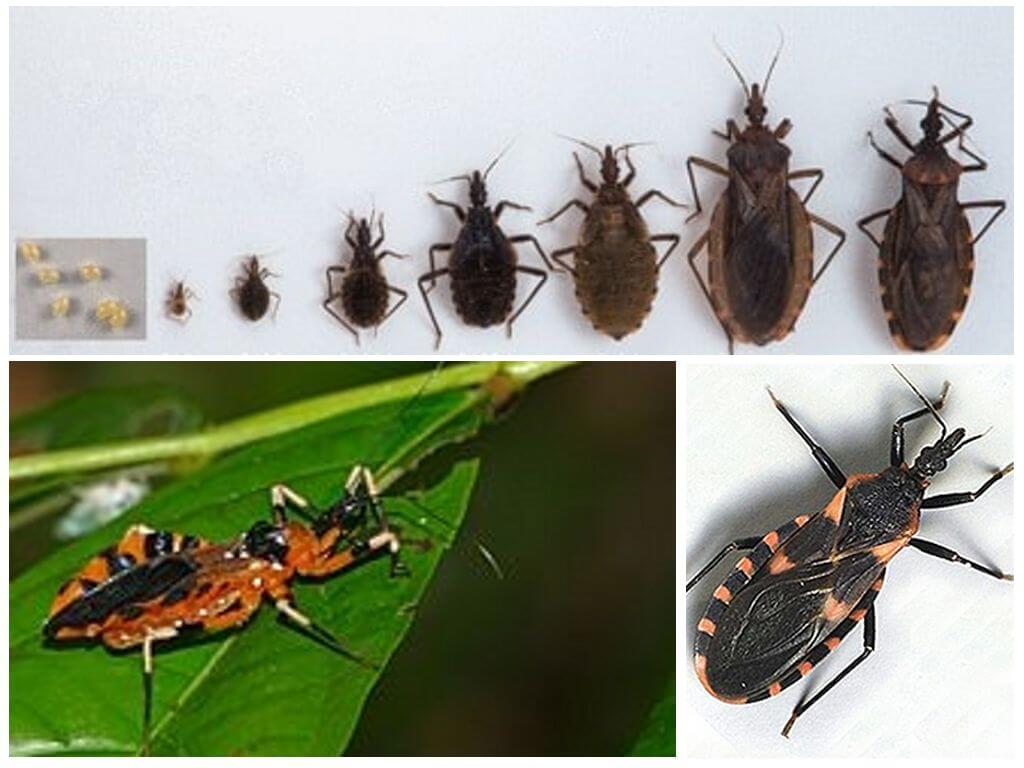 Triatom killer bug