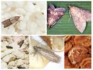 Mga uri ng moth ng pagkain