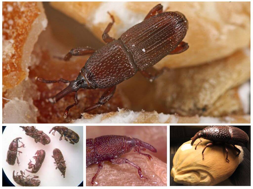 Ahır weevil nasıl mücadele