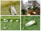 Mga Whiteflies sa orchid