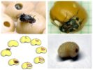 Neljäpisteinen Caryopsis