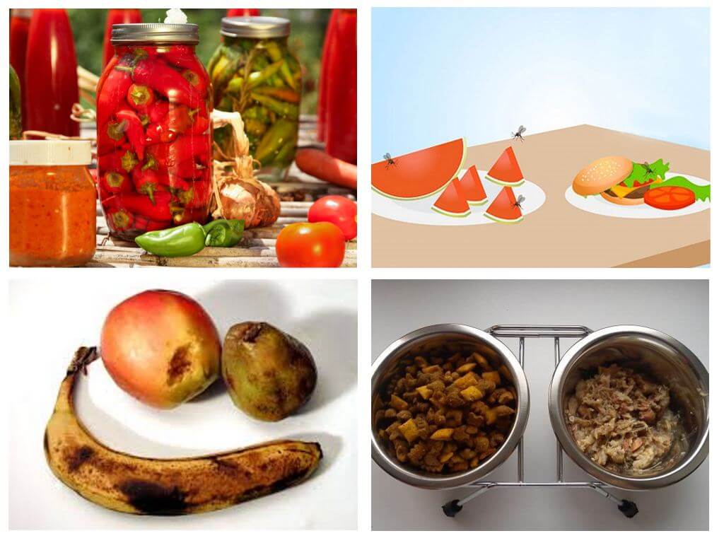 Wat eten muggen en hun larven?
