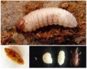 Weevil Larvaları