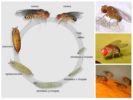 Drosophila Pups