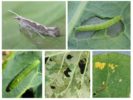 Coth Moth