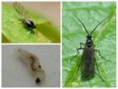 Larvae ng lamok ng kabute