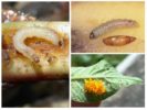 Patatas Moth Larvae
