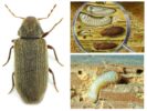 Larve di smerigliatrice per mobili