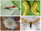 Mining Moth