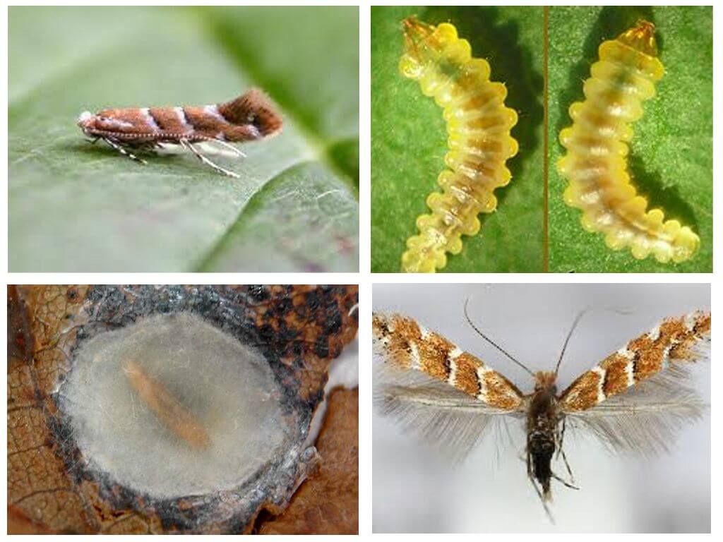 Pagmimina ng Moth - Paano Mapupuksa Ito