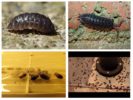 woodlice