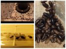 Woodlouse talossa