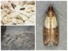 Flour Moth-2