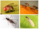 Muggen en sciriidae