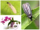 Sciarides sa orchid