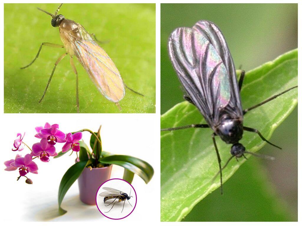 Wat te doen als muggen in orchideeën komen
