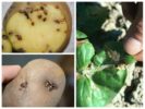Mga bakas ng tangkay ng patatas