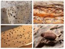 Tracce di una smerigliatrice di mobili